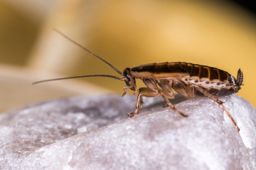 Dreaming about cockroaches 